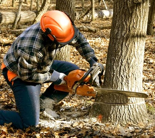 Tree Removal in Shady Side, MD